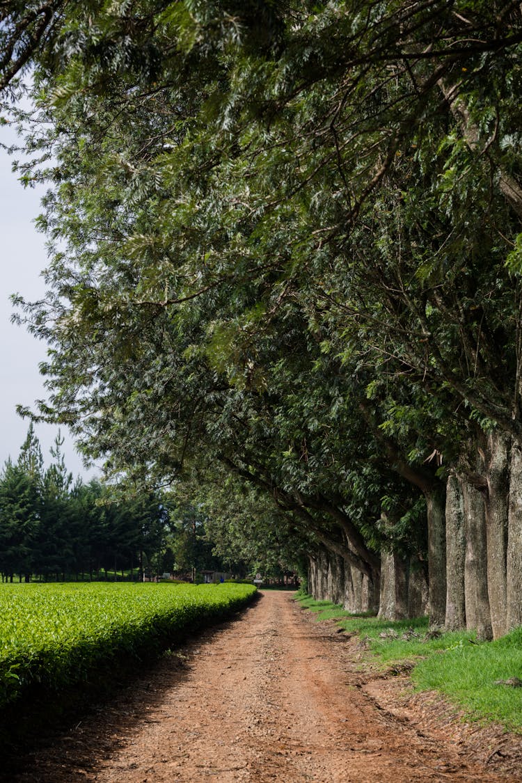 Trees Along Dirt Road In Summer