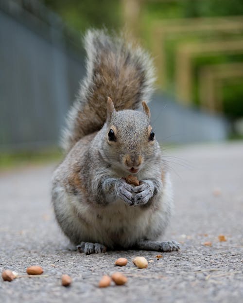 Gray Squirrel Eating Nuts in Close Up View