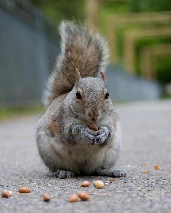 Gray Squirrel Eating Nuts In Close Up View Free Stock Photo gray-squirrel-eating-nuts-in-close-up-view-free-stock-photo
