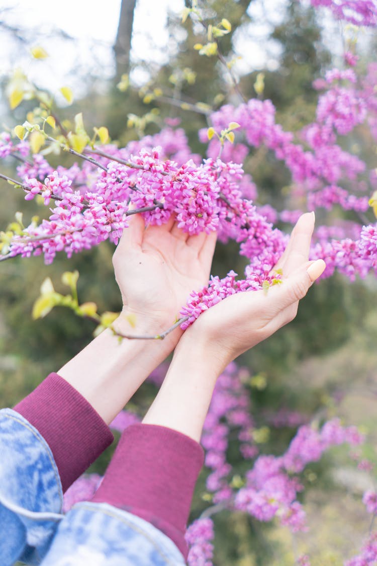 Hands Touching Flowers On Twigs