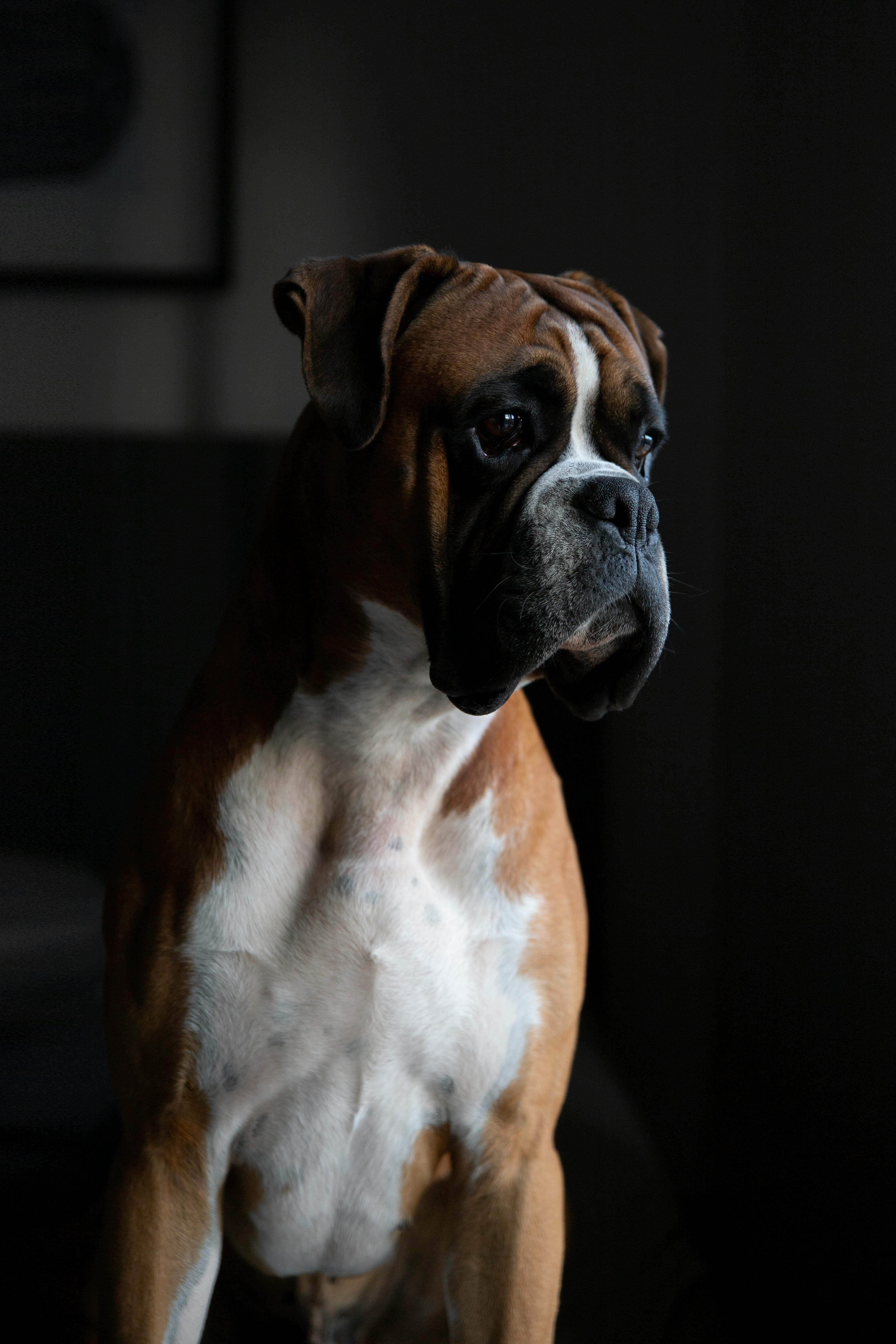 Boxer Dog Wallpaper HD  PixelsTalkNet