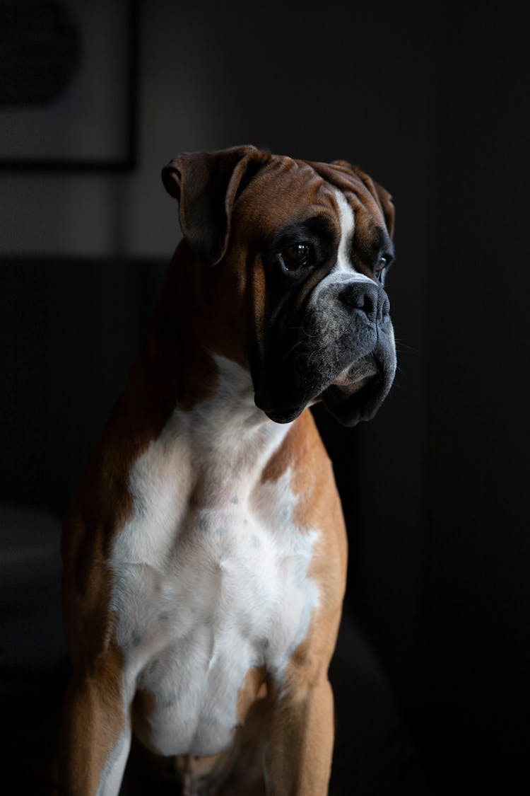 Closeup Photography Of Tan And White Boxer