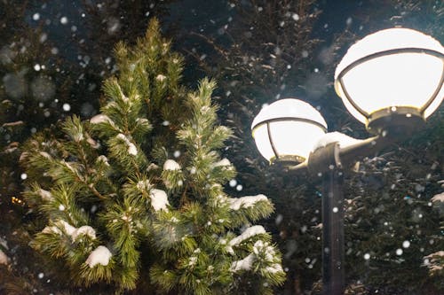 Fotos de stock gratuitas de cubierto de nieve, de cerca, fanales