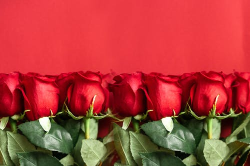 Free Close-up of a Bunch of Red Roses Stock Photo