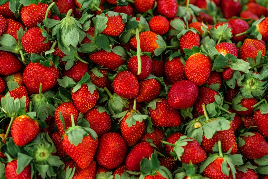 A vibrant close-up of fresh, ripe strawberries showcasing their bright red color.