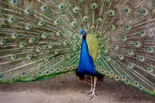 Free Close-up of a peacock showcasing its colorful feather display in vivid detail. Stock Photo
