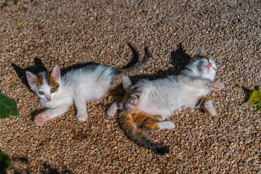 Two cute kittens relaxing on gravel in the sunlight, enjoying a playful afternoon outdoors.