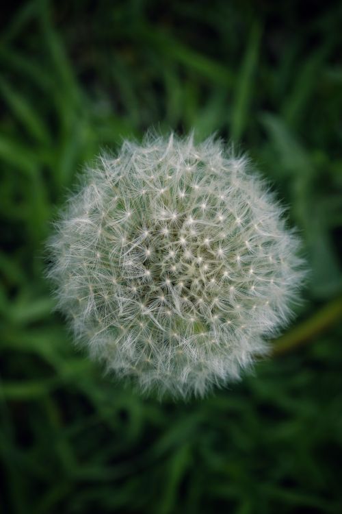 Free Detailed vertical shot of a delicate dandelion seed head against a grassy background. Stock Photo
