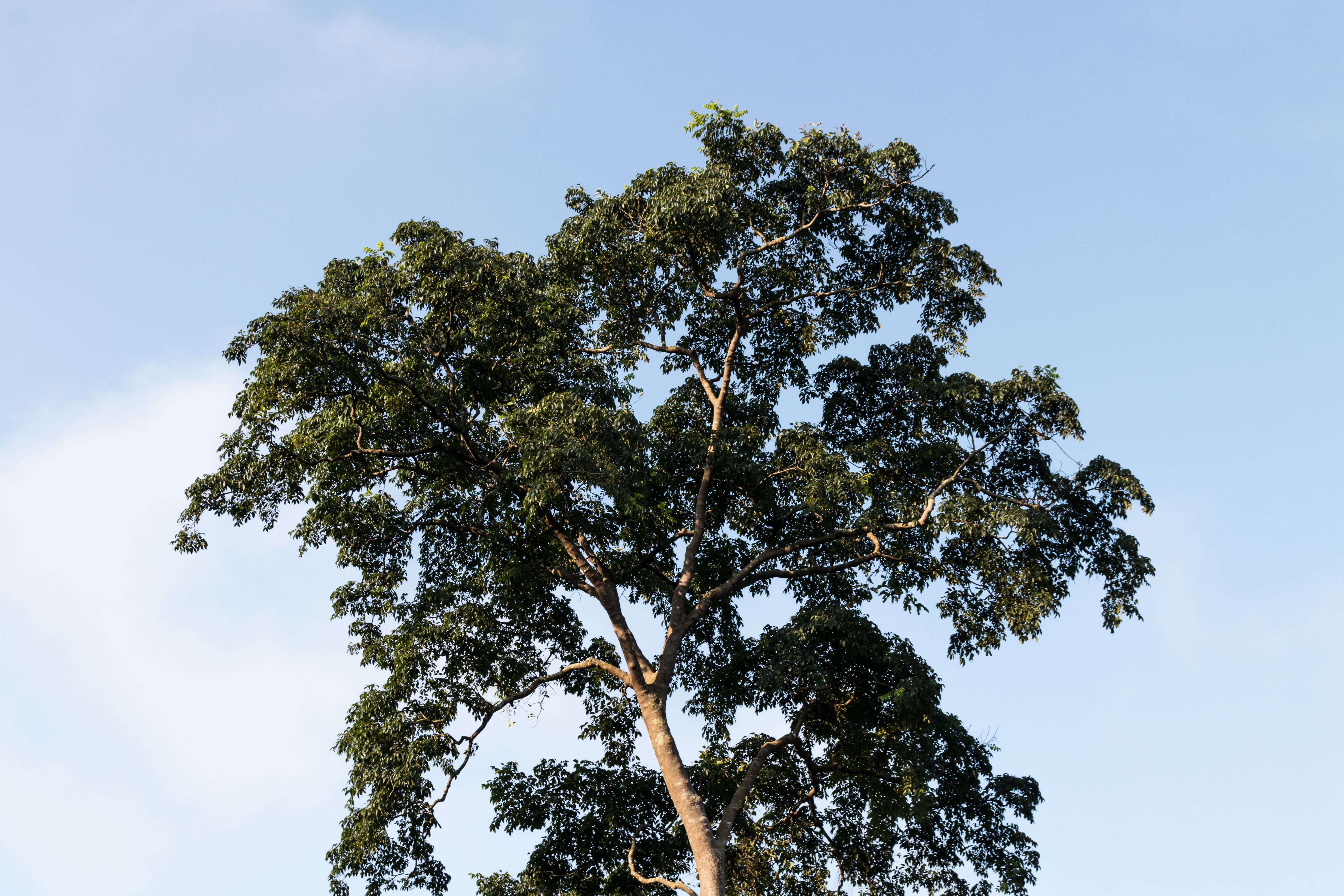 Castanheira