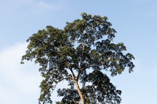Free Green Tree Under Blue Sky Stock Photo