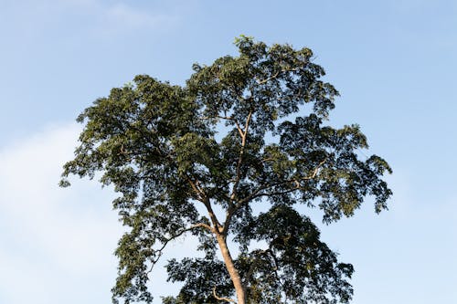 Foto stok gratis awan, bidikan sudut sempit, Daun-daun