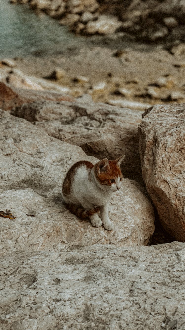 White And Brown Cat On Rock