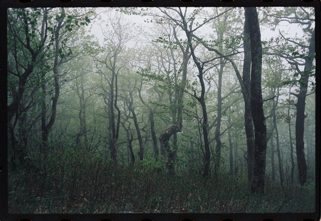 Photograph of Green Trees on Foggy Forest