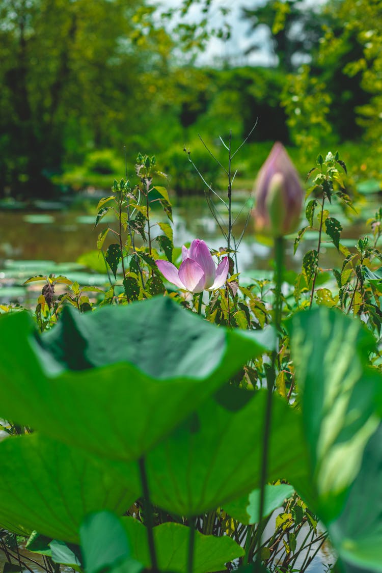 An Indian Lotus Flower In Bloom