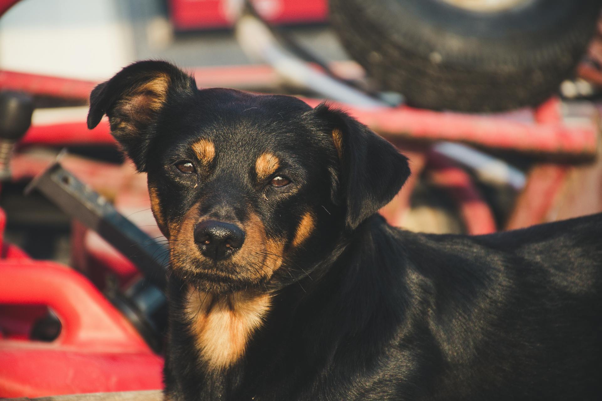 Short-coated Black and Brown Dog