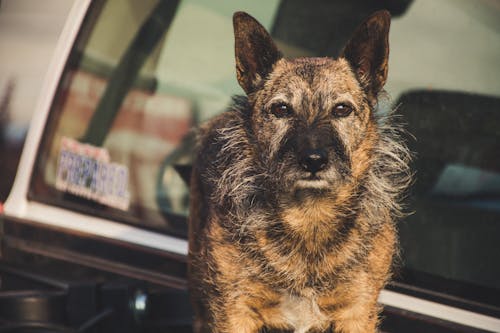 Selektive Fokusfotografie Eines Kurzbeschichteten Hellbraunen Hundes