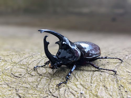 Imagine de stoc gratuită din a închide, animal, automobil beetle