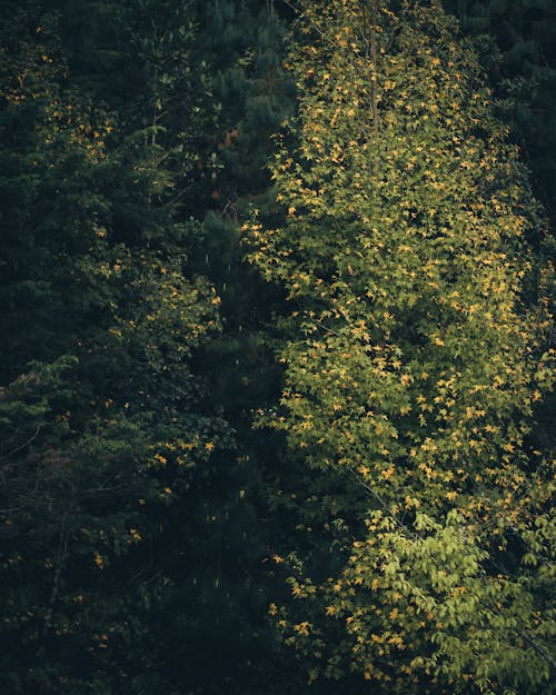 Fotobanka s bezplatnými fotkami na tému flóra, príroda, stromy