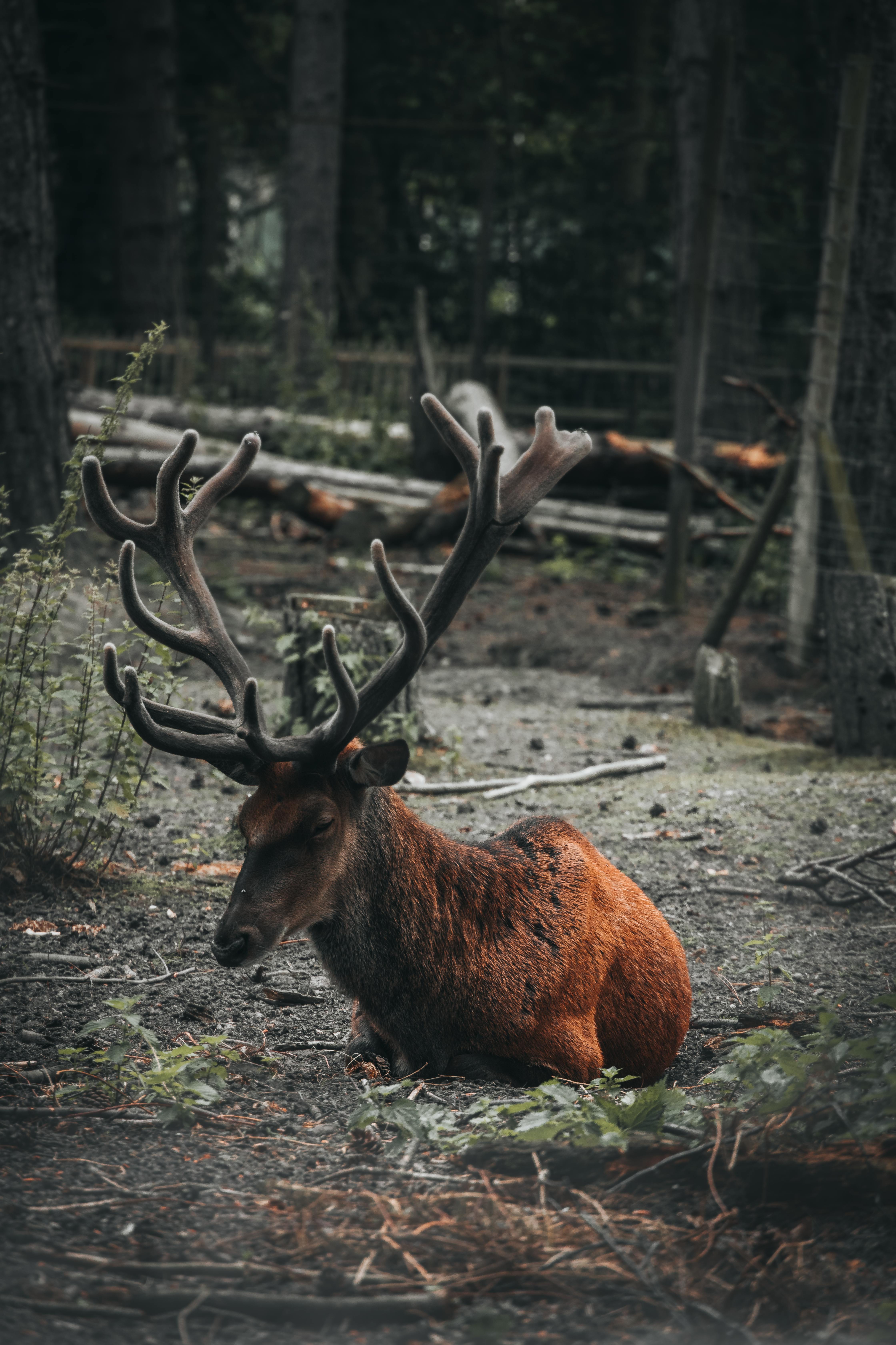 A Deer Blundering Lying In A Forest Stock Photo - Download Image Now -  Animal, Animal Wildlife, Animals Hunting - iStock