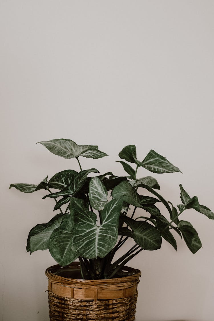 Syngonium Plant In A Wicker Basket