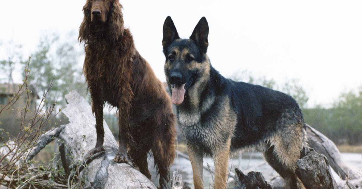 Why dogs are better than cats essay