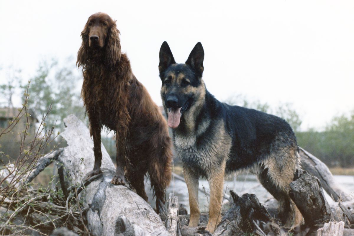 Chien d’eau irlandais - Caractère, éducation et vie de famille