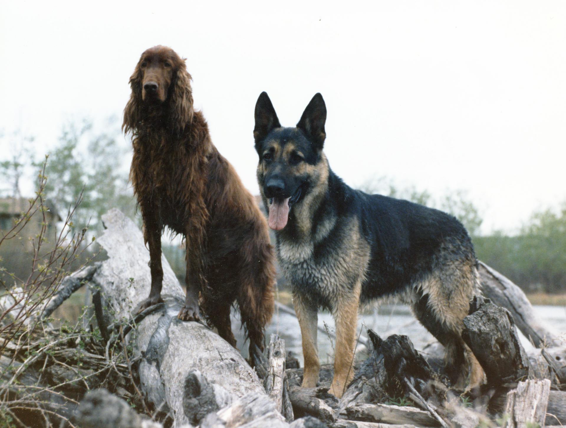 A Brown and Black  Dogs on Wooden Logs