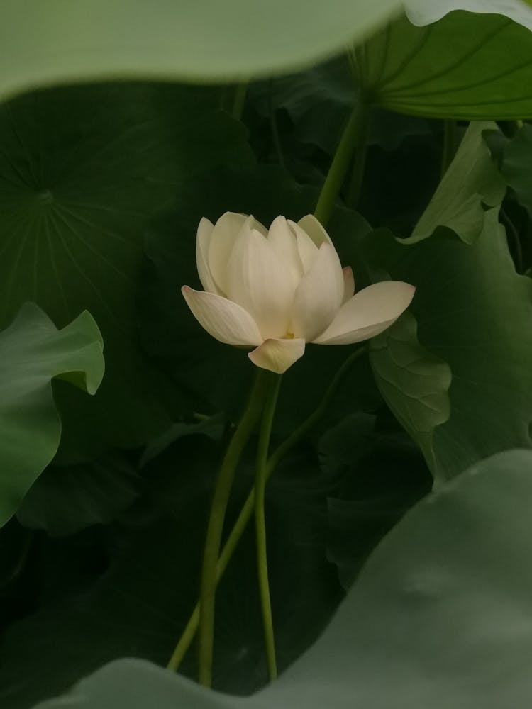 Lotus Flower In Bloom