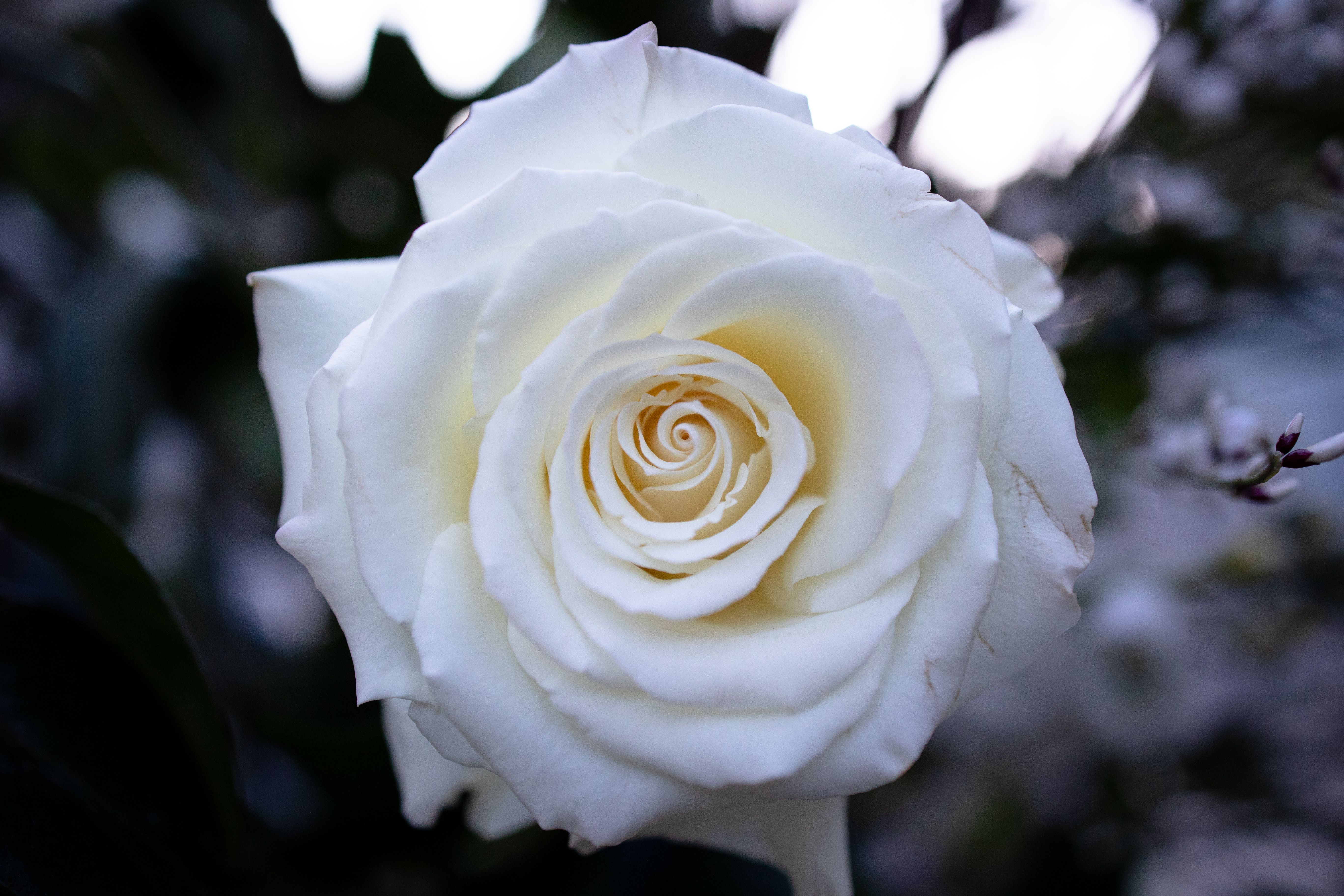 Disney Rose Photos, Download Free Disney Rose Stock Photos & HD Images