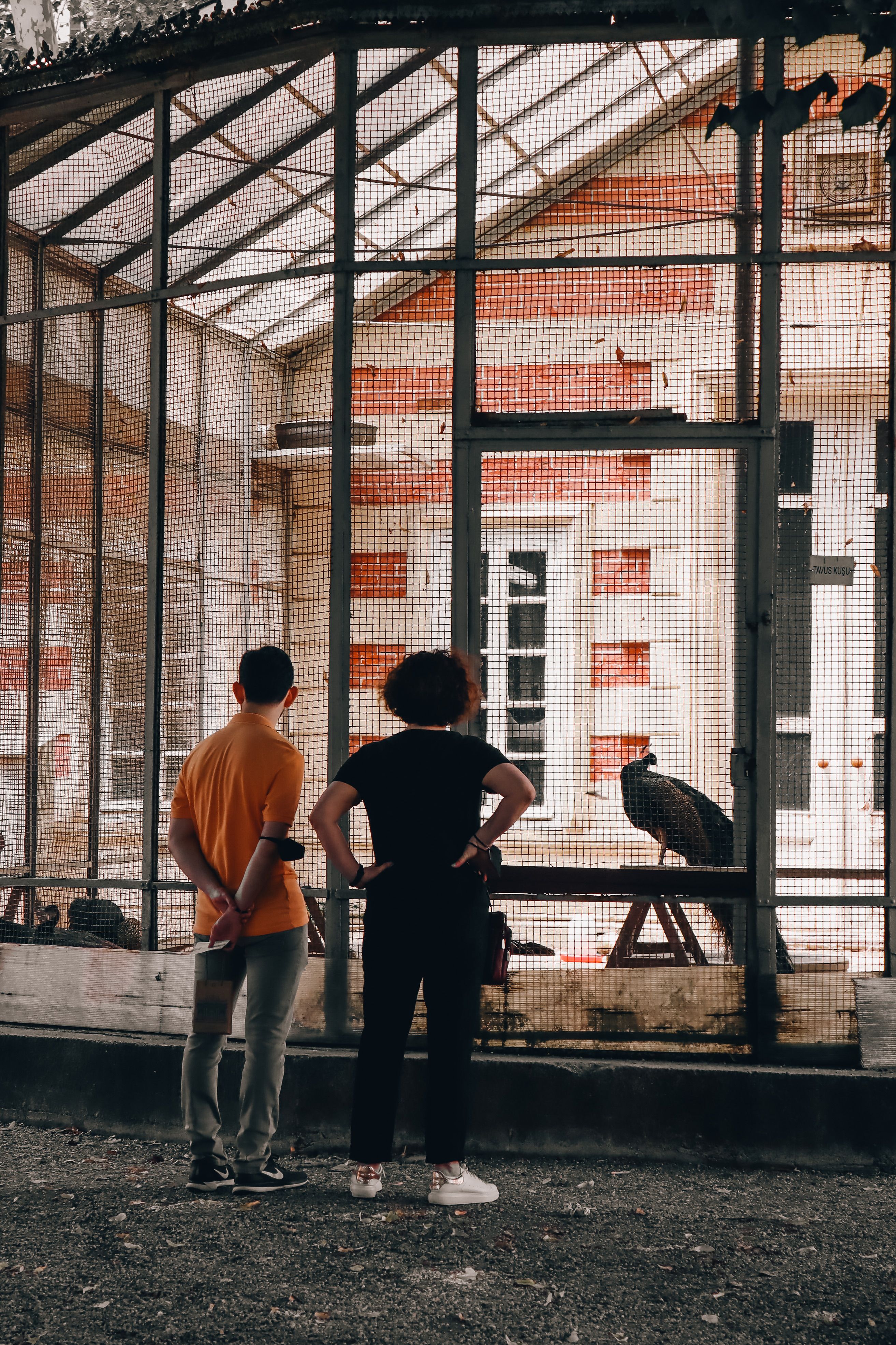 Men Looking at an Animal Cage · Free Stock Photo