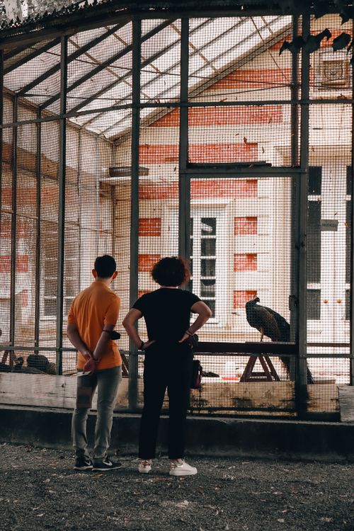 Men Looking at an Animal Cage · Free Stock Photo