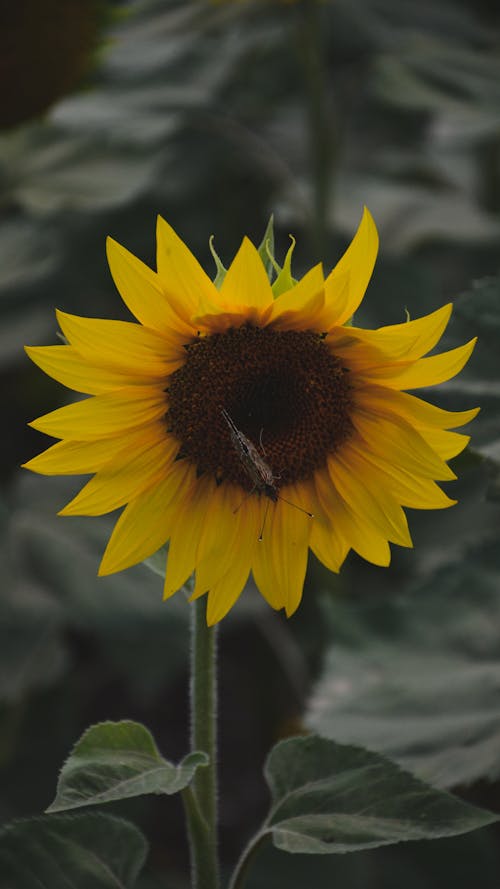 Foto stok gratis berkembang, bunga matahari, flora