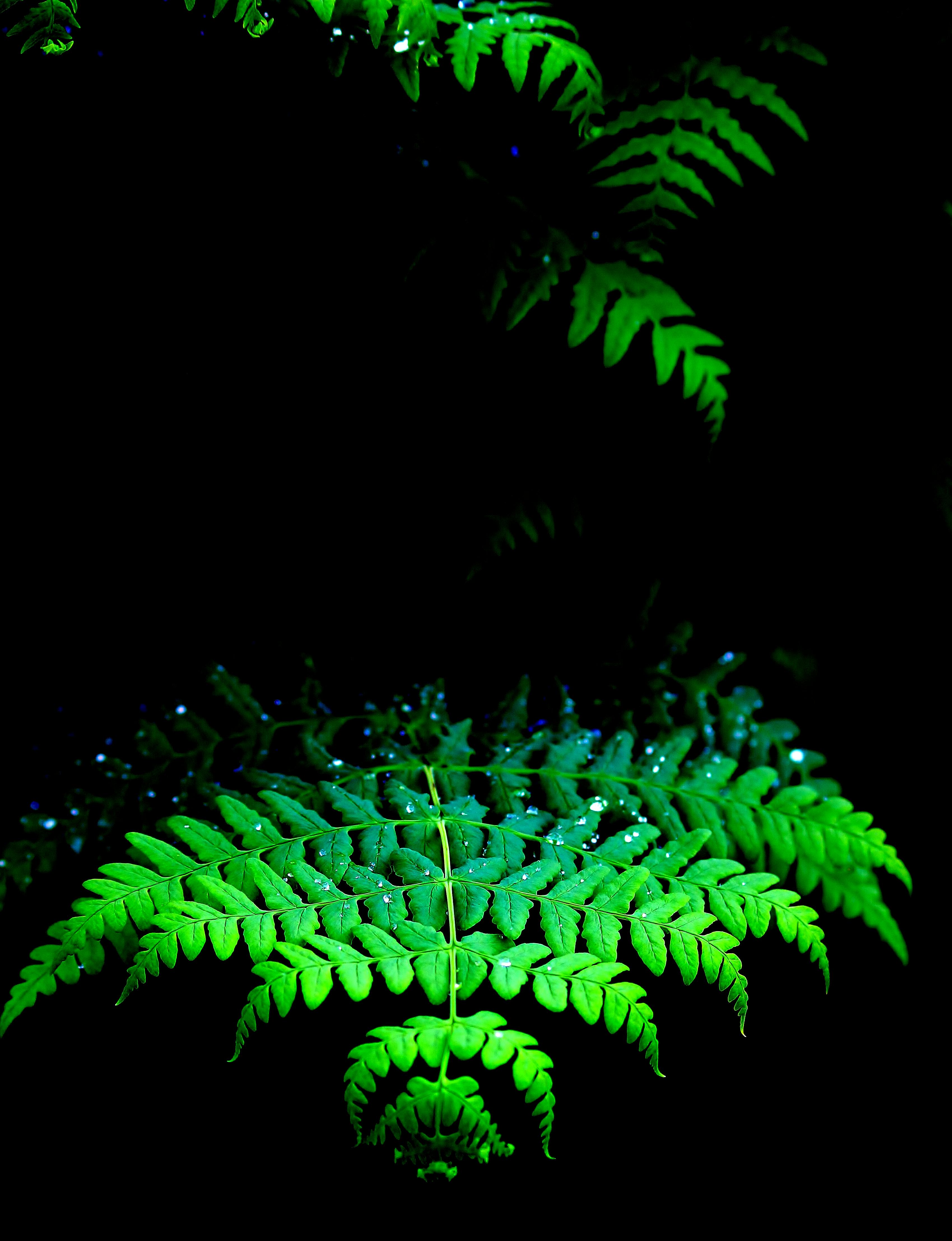 Free stock photo of dewdrops, fern leaves, green fern