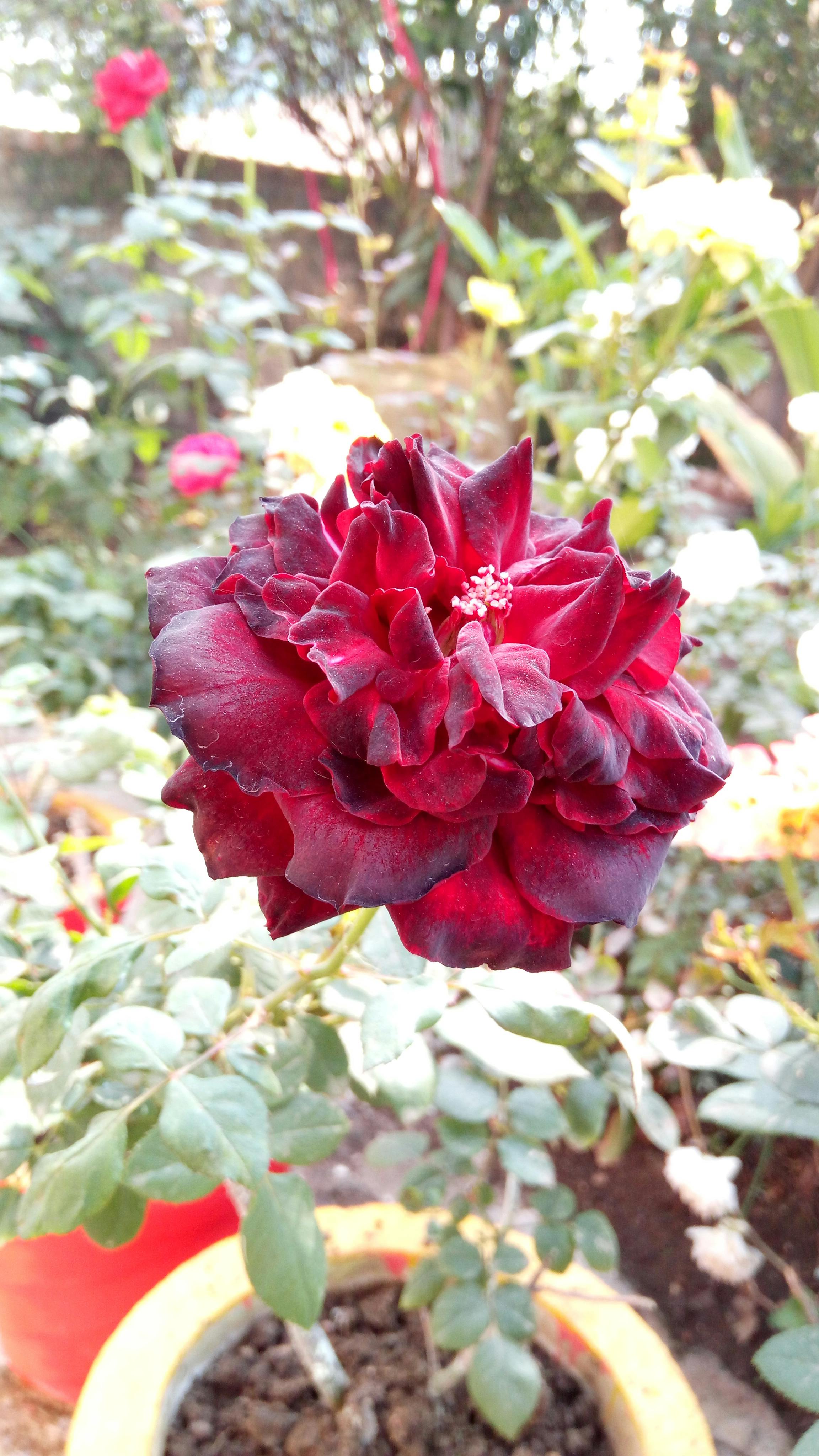 Free stock photo of dark red rose