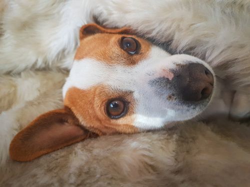 Free A cozy Jack Russell Terrier wrapped in a soft blanket, enjoying a peaceful moment. Stock Photo