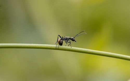 A Black Ant on a Green Stem