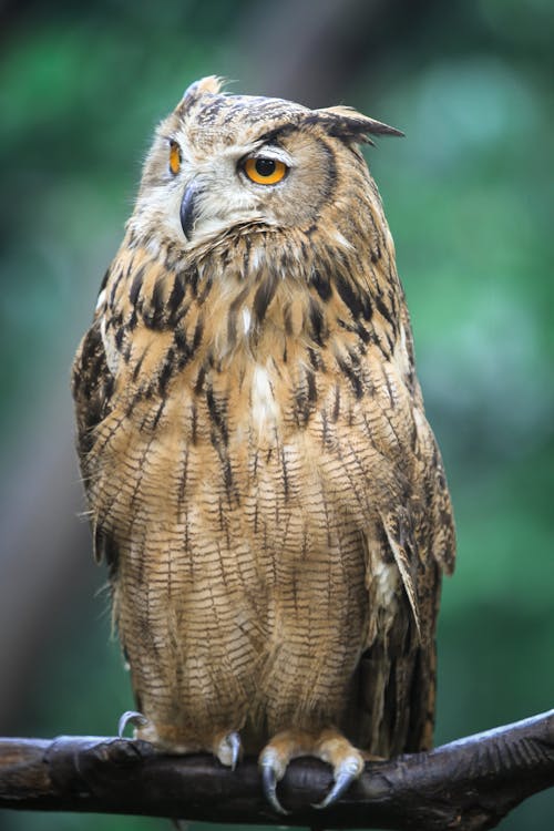 Close-Up Shot of a Eurasian Eagle-Owl