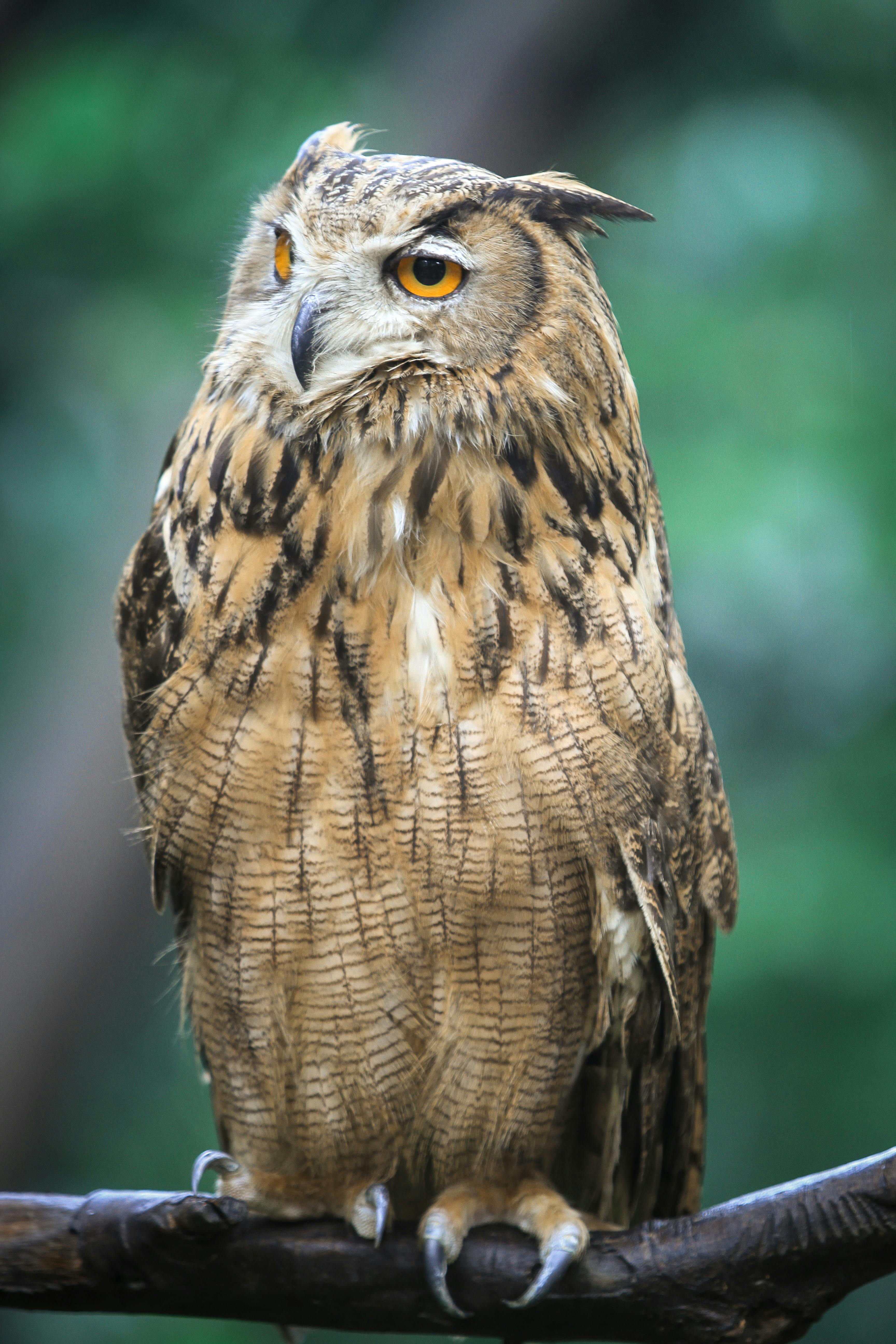 Brown Beige and Black Owl · Free Stock Photo