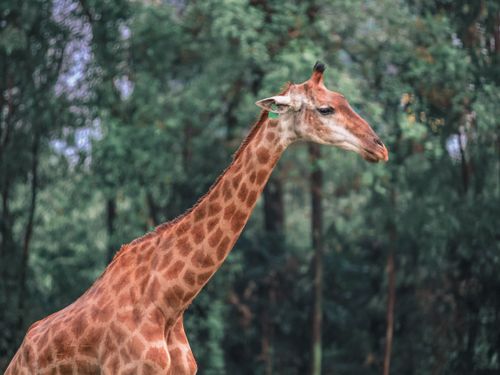 Free A detailed side portrait of a giraffe with lush greenery in the background. Stock Photo