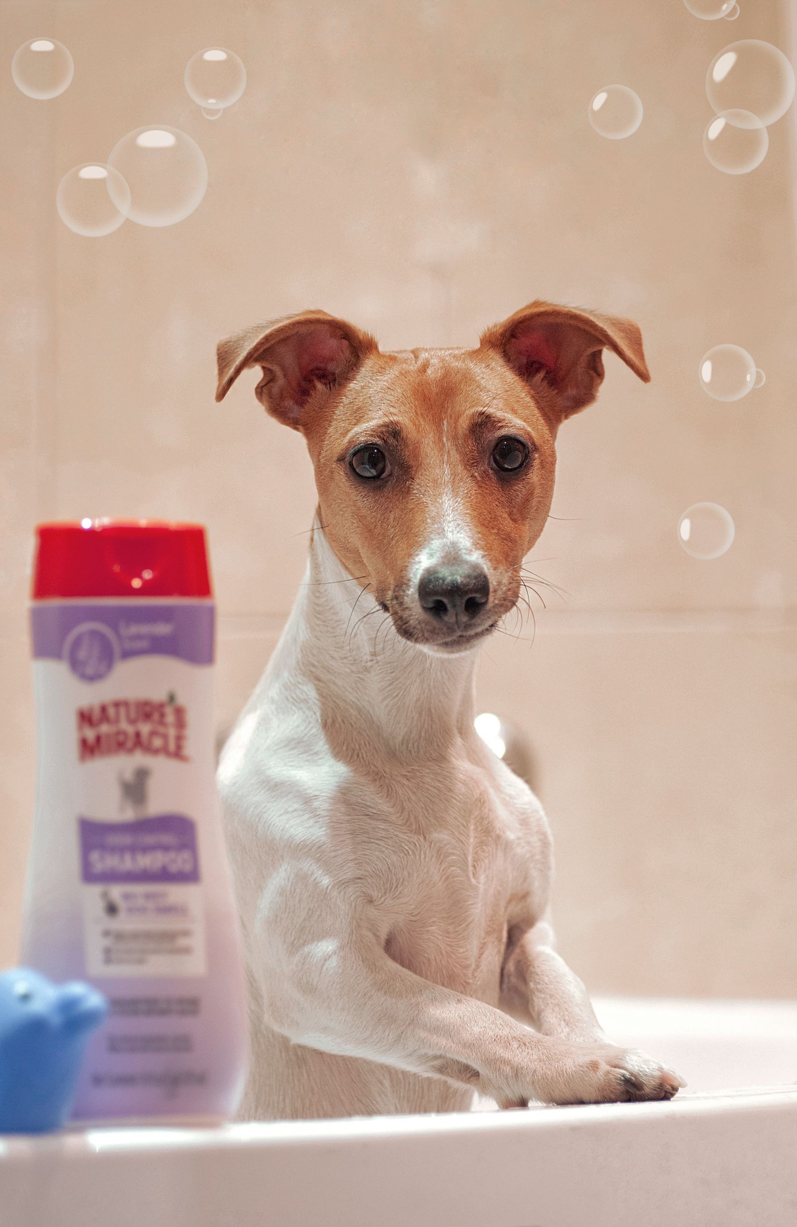 How Often to Bathe a Bichon Frise (Without Drying the Skin)
