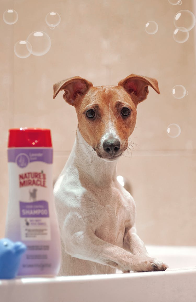 Dog And Shampoo