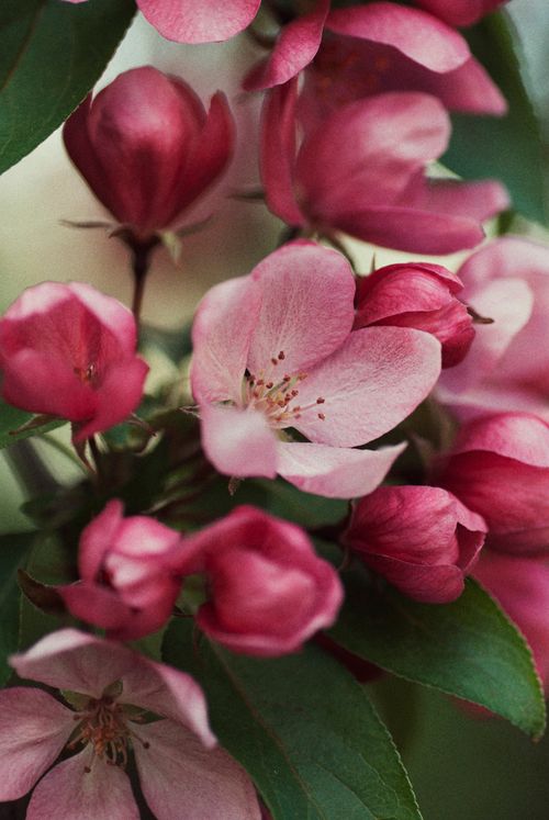 Free A delicate close-up shot of vibrant pink spring flowers in bloom. Stock Photo