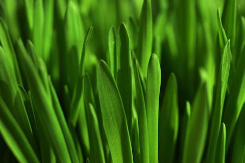 Close-Up Shot of Green Leaves 