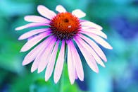 特写展示了一朵充满活力的紫色锥花，其花瓣惊人，中心生动