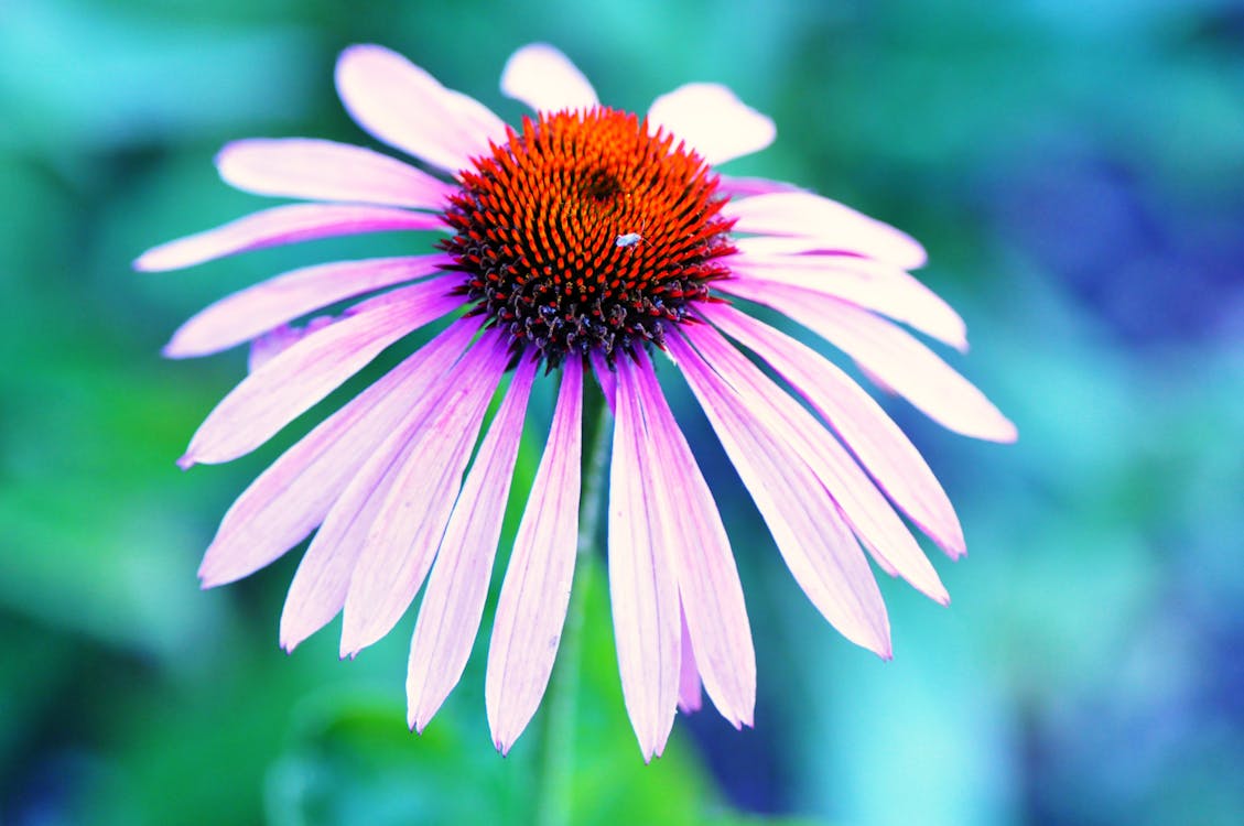 Free White and Orange Clustered Petaled Flower Stock Photo