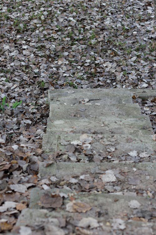 Foto d'estoc gratuïta de escales, escales de formigó, fulles