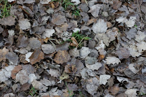 Foto d'estoc gratuïta de fulles, fulles marrons, fulles mortes