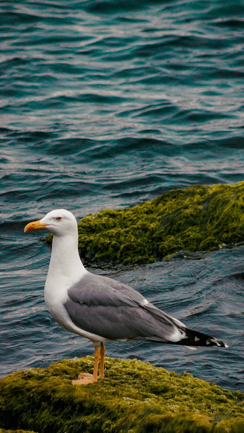 Photos gratuites de aviaire, bec, goéland leucophée