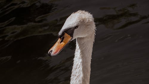 Kostnadsfri bild av djur, djurfotografi, fågel