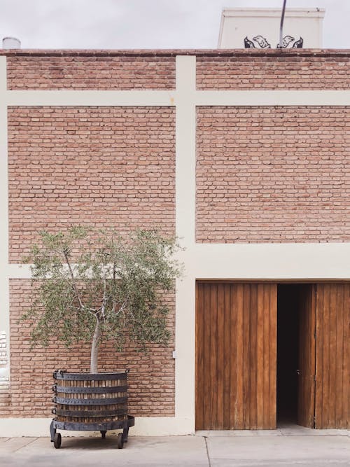 Green Plant near Brick Building Wall